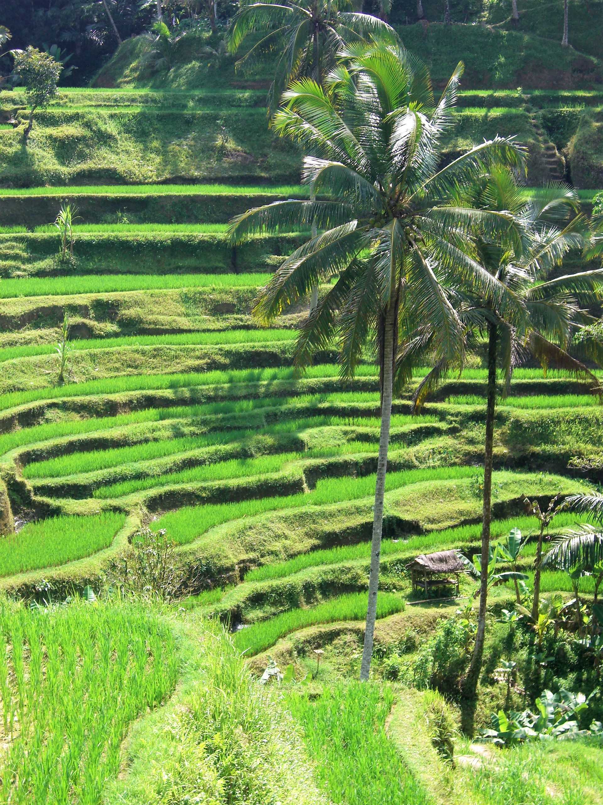 Bali_Reis